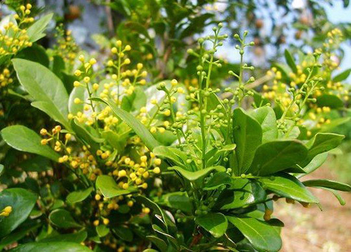 夏日 花卉 米兰