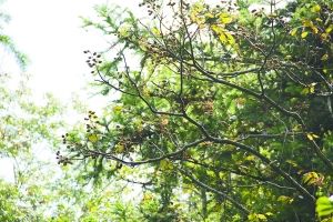 丽水松阳发现珍稀植物伯乐树