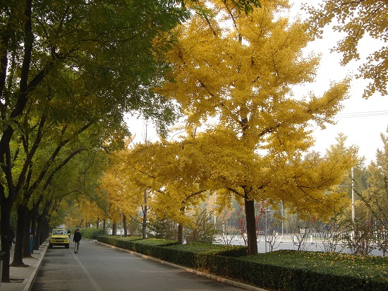 北京市重点城市道路规划设计