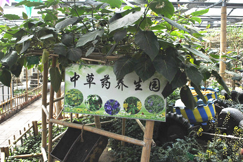 中国风景园林网考察世界花卉大观园