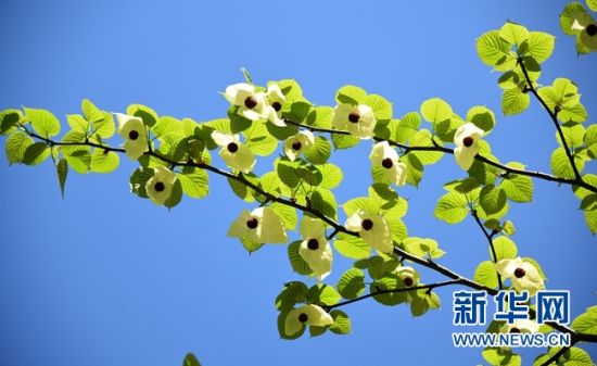 湖南：“植物大熊猫”珙桐花开花