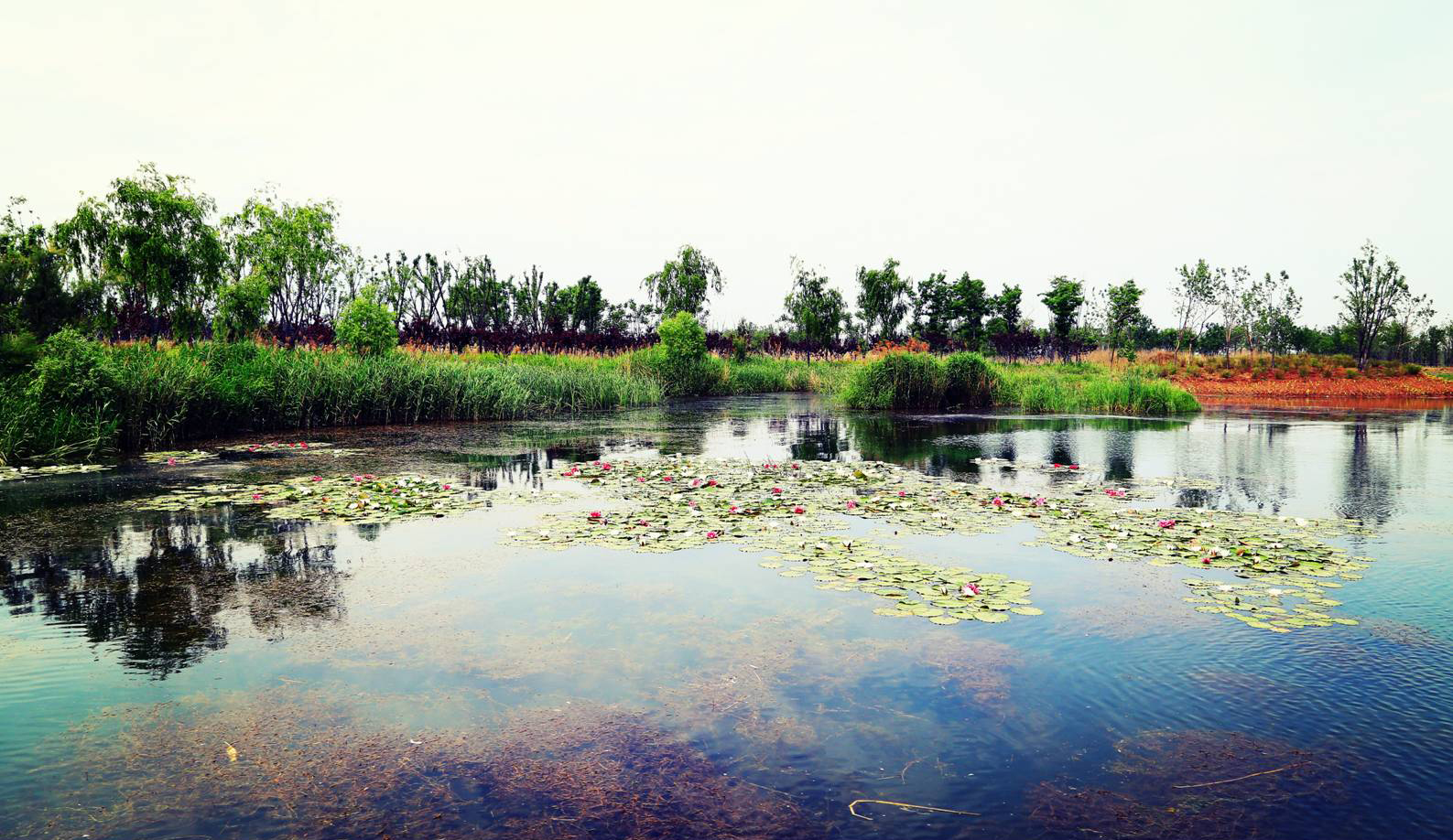 园冶杯：济西国家湿地公园规划及景观设计