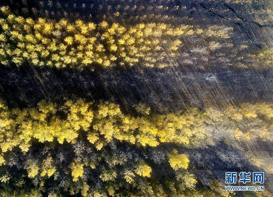 天津水库湿地防护林泛黄凋落 美景如画