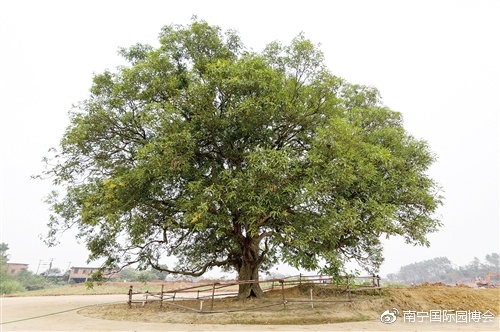 坚持生态造园 200年古树重现生机