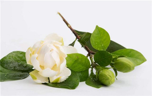 这5种清香花卉你要养，开花了，比香水还香！