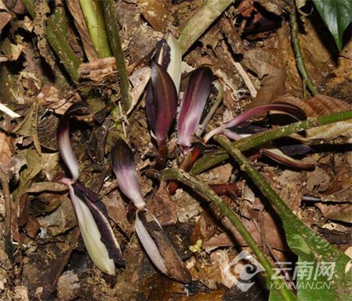 云南发现极小种群野生植物“云南兰花蕉”