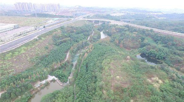 重庆：九曲河湿地公园的美丽“蜕变”